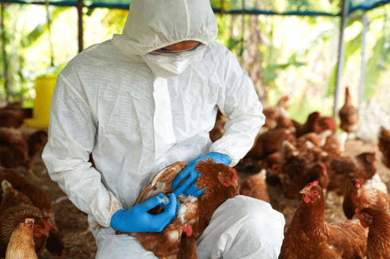 gripiptinon γαλακτοκομικές φάρμες, γρίπη των πτηνών, ΗΠΑ