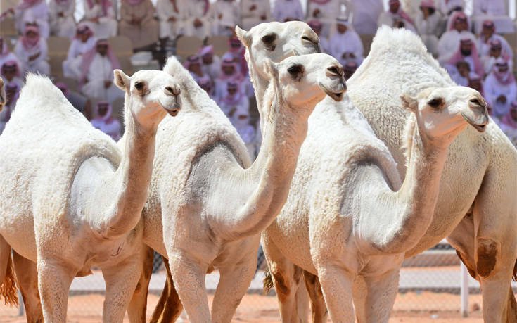 frrkmml3 competition, beauty, camels, BOTOX, Saudi Arabia