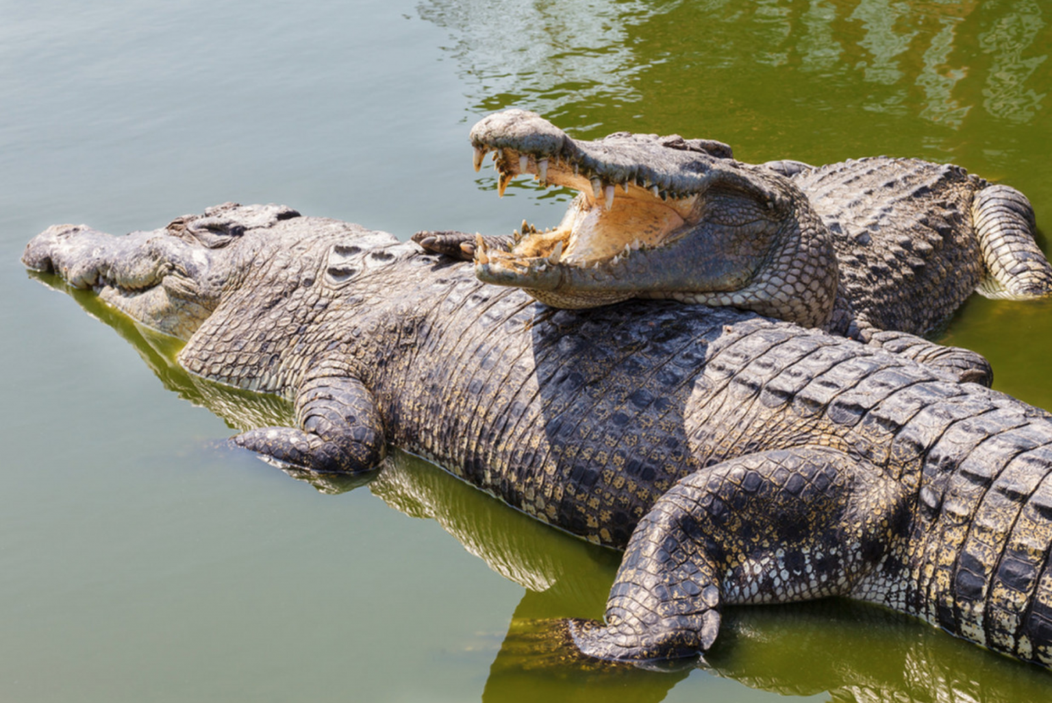 Крокодил живет в африке. Гребнистый крокодил зеленый. Африканский гребнистый крокодил. Нильский крокодил. Африканский Нильский крокодил.