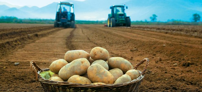 papates agrotes neurokopi 660 Potato growers