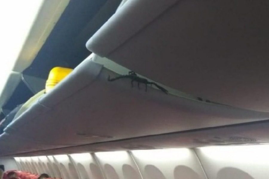 Flight passengers were startled when they saw a scorpion over their heads