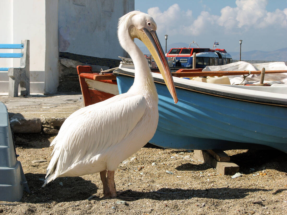 shutterstock 1450008359 Mykonos, Pelican, rose pelican