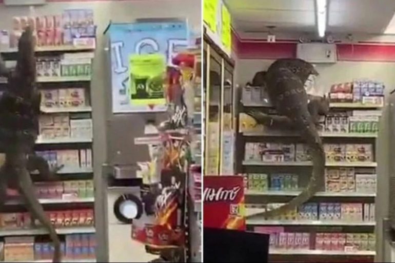 Giant lizard sowed panic in a supermarket