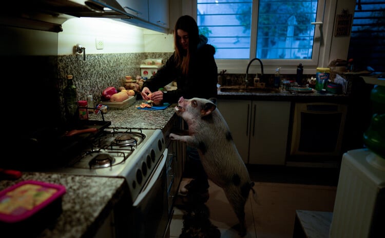 A young woman with a pig in an apartment