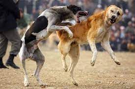 download 1 Animals, abuse, dogfights, ARREST