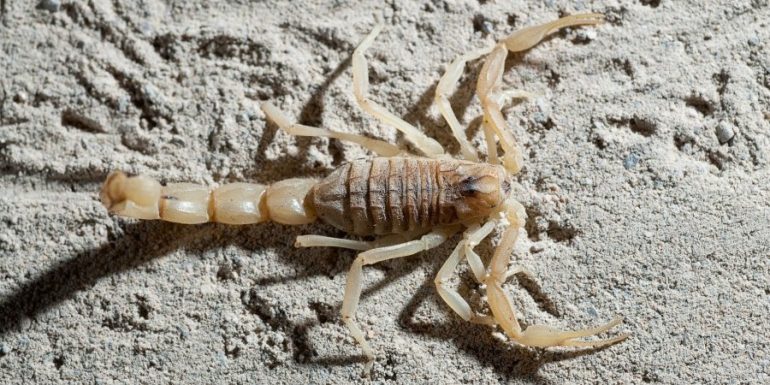 Greece: Two new scorpion species discovered - Famagusta News