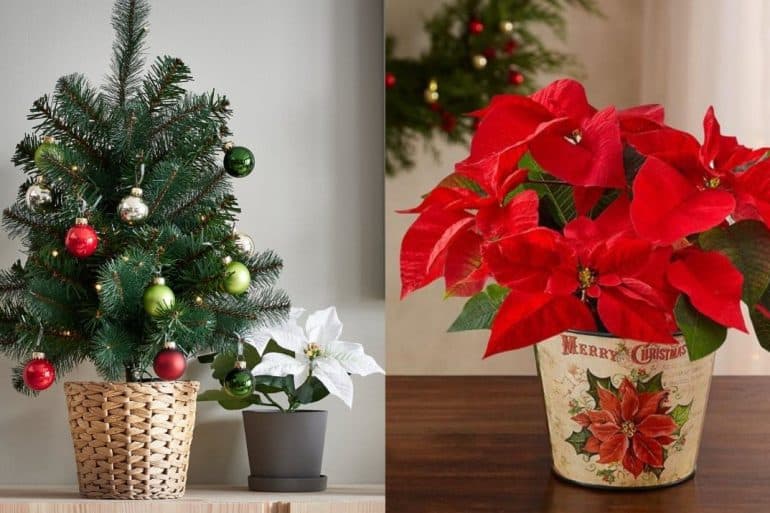 186 plants, Christmas, CHRISTMAS DECOR