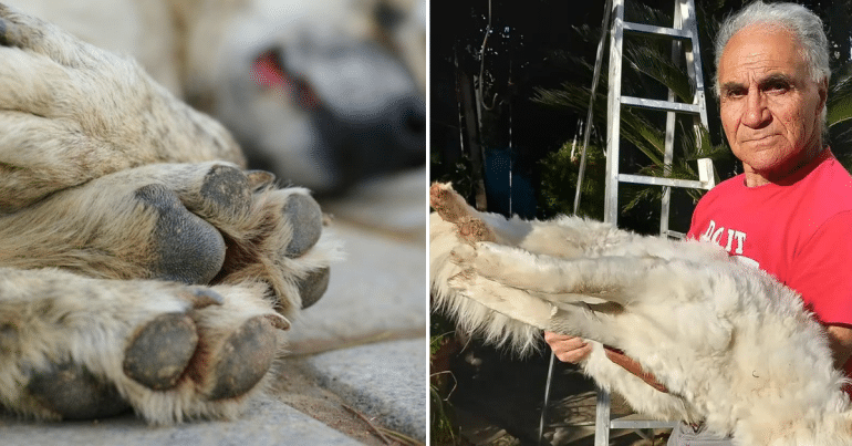 Κτηνωδία στην Δερύνεια: Σκότωσαν σκύλο με δηλητηριασμένα κόκκαλα (ΦΩΤΟ)