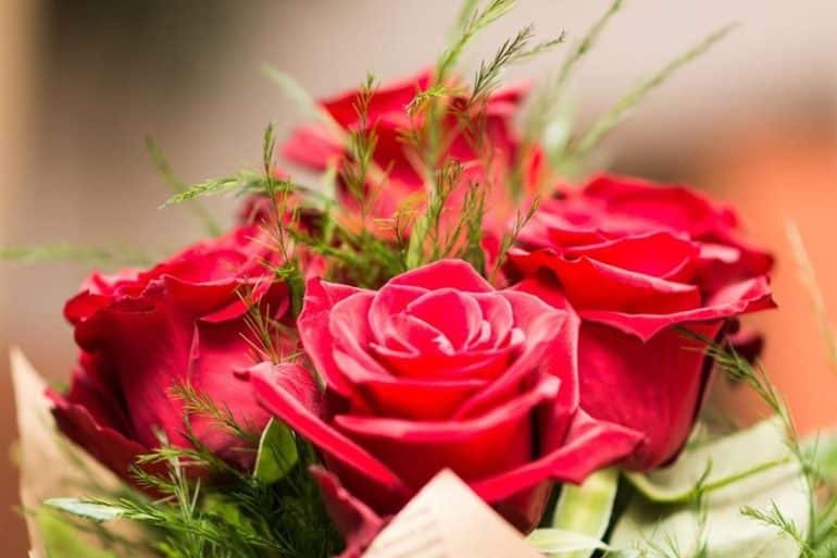 Τριαντάφυλλα (Pixabay)