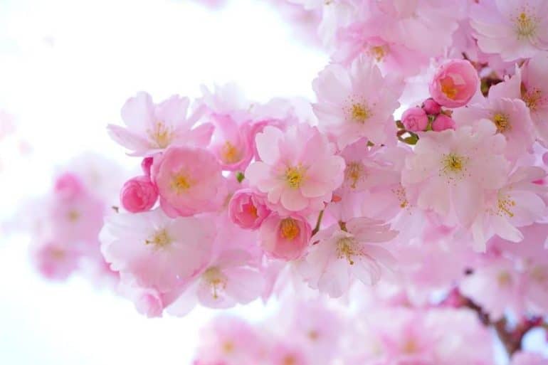 Λουλούδια (Pixabay)
